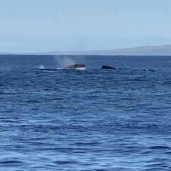 Sea Maui - Boat Charters Near Me - Lahaina, Hawaii Sea Maui - Boat Charters Near Me - Lahaina, Hawaii