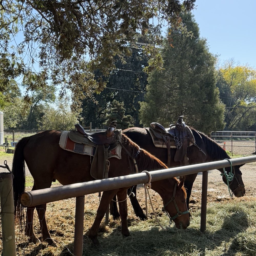 Shadow Glen Family Stables - Horses!! - Horseback Riding Near Me - Fair Oaks, California Shadow Glen Family Stables - Horses!! - Horseback Riding Near Me - Fair Oaks, California
