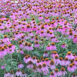 Wilson Nurseries and Landscape Supply