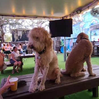 The Dog Bar - Sports Bars Near Me - St. Petersburg, Florida The Dog Bar - Sports Bars Near Me - St. Petersburg, Florida