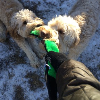 Harvey Park Pals - Two pups enjoying a playdate! - Dog Walkers Near Me Harvey Park Pals - Two pups enjoying a playdate! - Dog Walkers Near Me