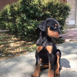 dr clark critter care