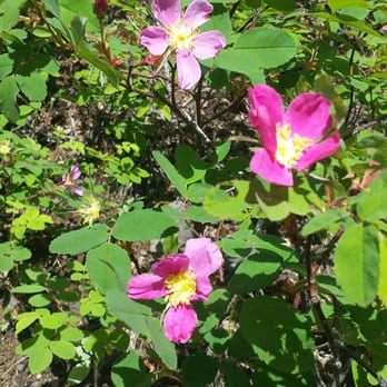Russian River Campground - Wild roses - Campgrounds Near Me - Cooper Landing, Alaska Russian River Campground - Wild roses - Campgrounds Near Me - Cooper Landing, Alaska