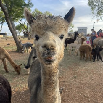 Black Barn Alpacas - Attraction Farms Near Me - Finksburg, Maryland