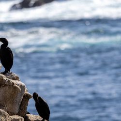 Point Lobos State Natural Reserve - Point Lobos State Natural Reserve
