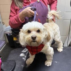 Calae's Pet Resort - This is clearly the after photo. She is one happy dog and I am a happy dog mama.