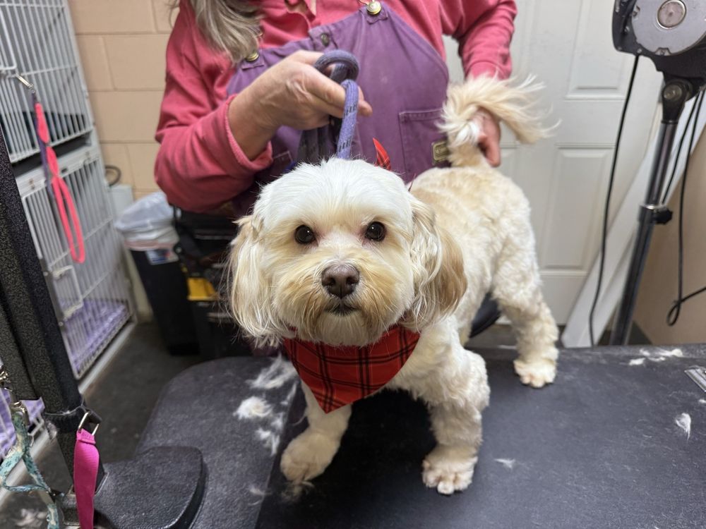 Calae's Pet Resort - pet boarding facility in Brighton, CO