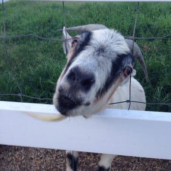 Weeping Radish Farm Brewery - The goat! - Breweries Near Me - Grandy, North Carolina