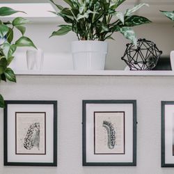 Edmonds Elevated Dental