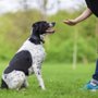 Gold Star Canine