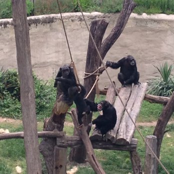 Dallas Zoo - A look at the chimps from the monorail - Zoos Near Me - Dallas, Texas