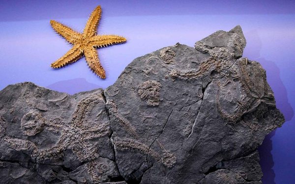 Naturhistorisches Museum Bern by null