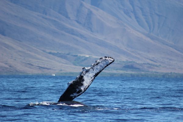 Hawaii Ocean Rafting Whale Watch and Snorkel by null