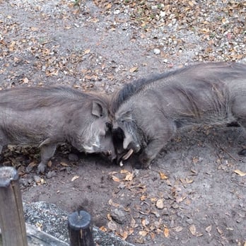 Zoo Miami - Wart Hogs fighting or kissing? - Zoos Near Me - Miami, Florida Zoo Miami - Wart Hogs fighting or kissing? - Zoos Near Me - Miami, Florida