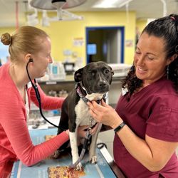 Dove Creek Animal Hospital