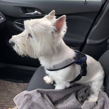 Paws Animal Hospital - Our sick little dude, Maddix ! - Veterinarians Near Me - Hanover, Pennsylvania