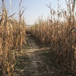 Kroul Farm - Corn maze