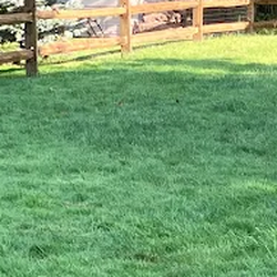 TruGreen Lawn Care - When weeds show up, TruGreen can help. Explore weed control for lawns in Mentor, OH, and nearby Eastlake.