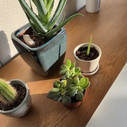Coles Plant - Jade plant