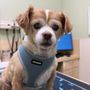 Animal Dermatology Clinic