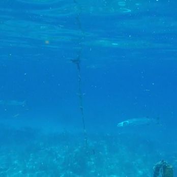 Lost Reef Adventures - Two barracudas - Scuba Diving Near Me - Key West, Florida