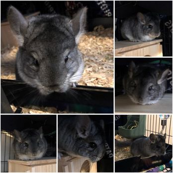 CAROLINA CHINCHILLA RANCH - Updated January 2026 - 17 Photos