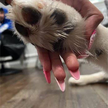 Pretty Pups Pet Care - Paw pads post grooming - Pet Groomers Near Me - Laurel, Maryland Pretty Pups Pet Care - Paw pads post grooming - Pet Groomers Near Me - Laurel, Maryland