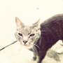 Photo of Champion Dog Walking & Pet Care