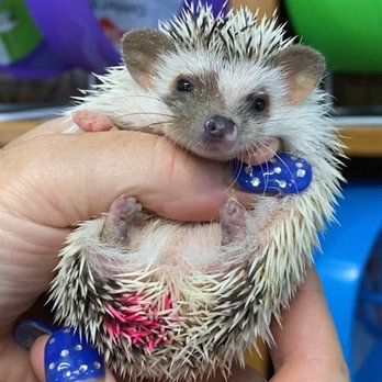 Otsego Hedgehogs - Pet Breeders Near Me - Hanover, Minnesota Otsego Hedgehogs - Pet Breeders Near Me - Hanover, Minnesota