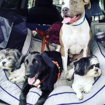 Ozzies Pound Puppies - Pet Adoption Near Me Ozzies Pound Puppies - Pet Adoption Near Me