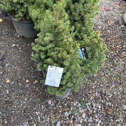 Birds & Bees Nursery