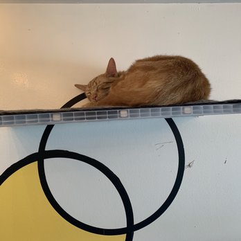 Purr Cup Cafe - Coffee & Tea Near Me - Raleigh, North Carolina