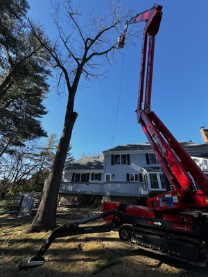 Affordable Tree Service 