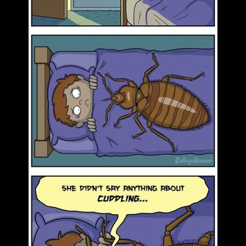 Royal Pest Control - Bedbugs are bothering you? Call us for free inspection and estimate, we can help you! - Pest Control Near Me