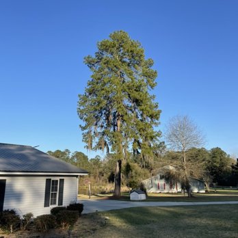 Parker’s Tree Service - Large pine to be removed and hauled away. Stump ground. - Tree Services Near Me Parker’s Tree Service - Large pine to be removed and hauled away. Stump ground. - Tree Services Near Me