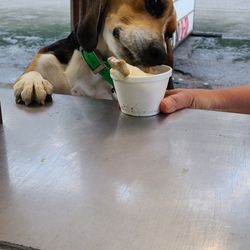 Kensington Dairy Bar