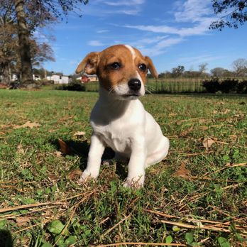 Sweetbriar kennels - Sweetie - Pet Breeders Near Me - Boaz, Alabama Sweetbriar kennels - Sweetie - Pet Breeders Near Me - Boaz, Alabama