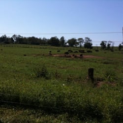 Readington River Buffalo Farm