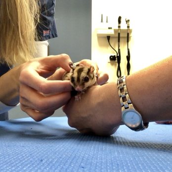 Vitality Chiropractic Center - Sugar Glider adjustment... gentle, yet effective on the teeniest of spines. - Chiropractors Near Me - Aurora, Illinois Vitality Chiropractic Center - Sugar Glider adjustment... gentle, yet effective on the teeniest of spines. - Chiropractors Near Me - Aurora, Illinois