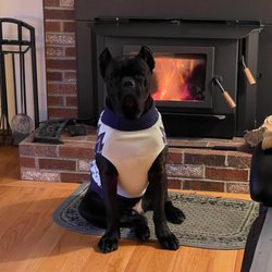 Blazeking princess wood insert with magnum the dog loving the warmth.