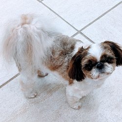 Shampooch Pet Salon