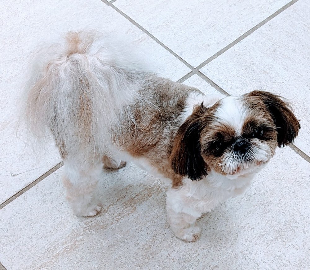 SHAMPOOCH PET SALON 80 Photos & 15 Reviews 28200 Old 41 Rd, Bonita Springs, Florida Pet