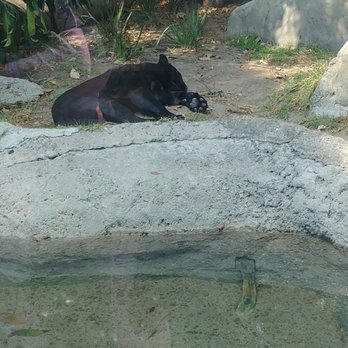 Zoológico de Chapultepec - Zoos Near Me - México, D.F., DIF Zoológico de Chapultepec - Zoos Near Me - México, D.F., DIF