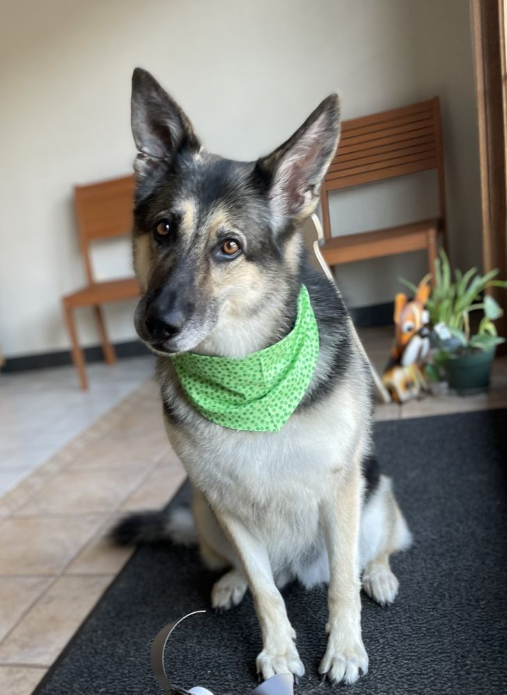 WEST PLAINS PET RESORT Updated September 2024 13 Photos 833 E