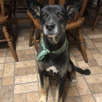 Animal Junction Pet Grooming Center - Pet Sitting Near Me - Clovis, California Animal Junction Pet Grooming Center - Pet Sitting Near Me - Clovis, California