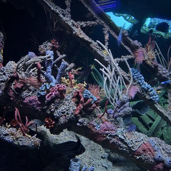 National Aquarium - Coral - Aquariums Near Me - Baltimore, Maryland