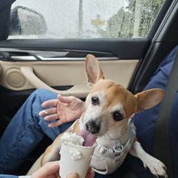 Peanut enjoying his coffee guy pup cup.