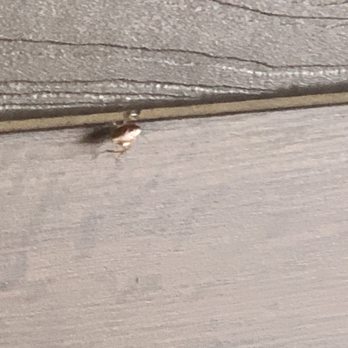 Pho 84 Vietnamese Cuisine - a bug crawling on the floor - Vietnamese Near Me - Crystal River, Florida Pho 84 Vietnamese Cuisine - a bug crawling on the floor - Vietnamese Near Me - Crystal River, Florida