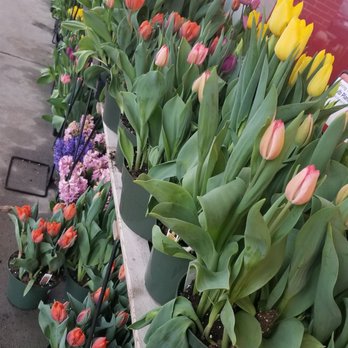 Roche Bros. - Natick - a row of tulips - Grocery Near Me - Natick, Massachusetts Roche Bros. - Natick - a row of tulips - Grocery Near Me - Natick, Massachusetts