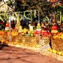 Photo of The Garden Shoppe
